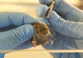 Un científico, realizando estudios en un animal.