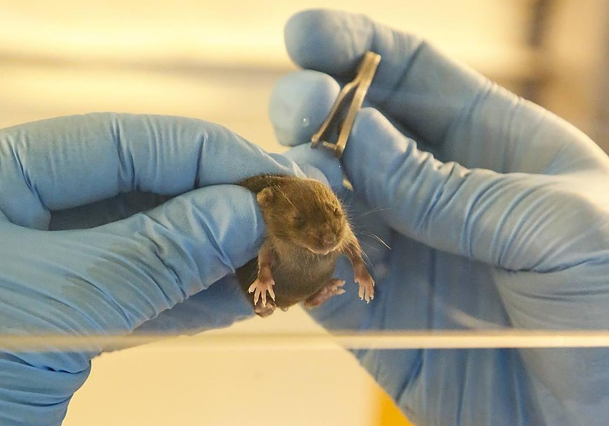 Un científico, realizando estudios en un animal.