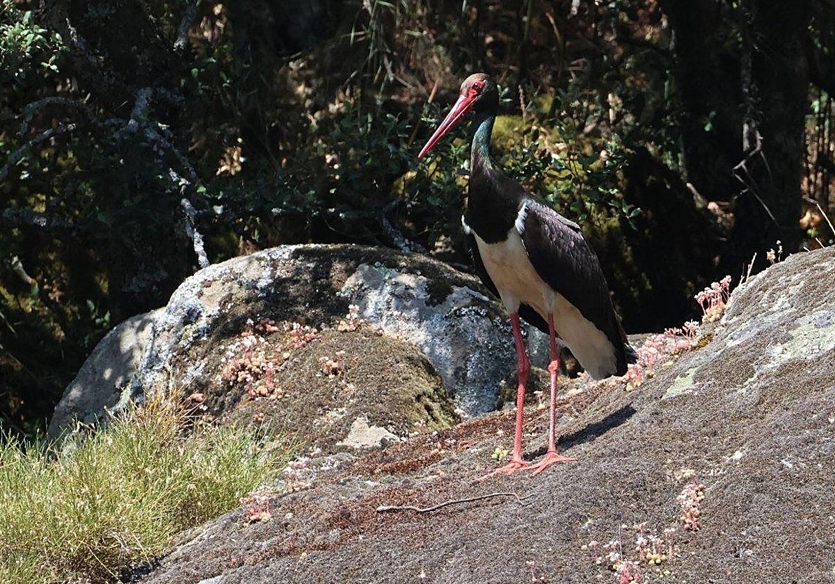 Imagen de una cigüeña negra.