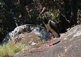 Imagen de una cigüeña negra.