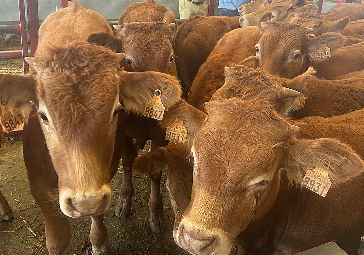 Terneros en un corral del mercado de ganados de Salamanca.