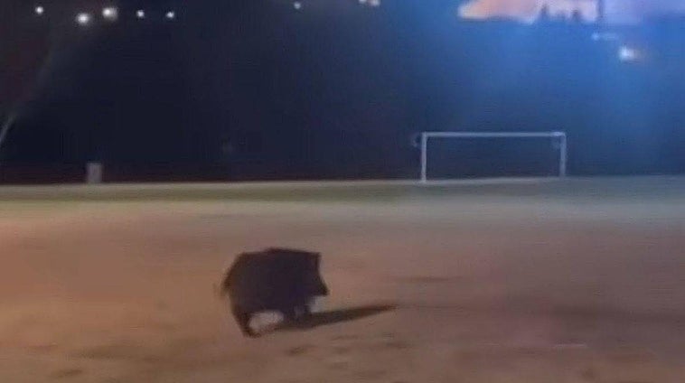 Un jabalí sorprende a los salmantinos en los alrededores del Puente Romano