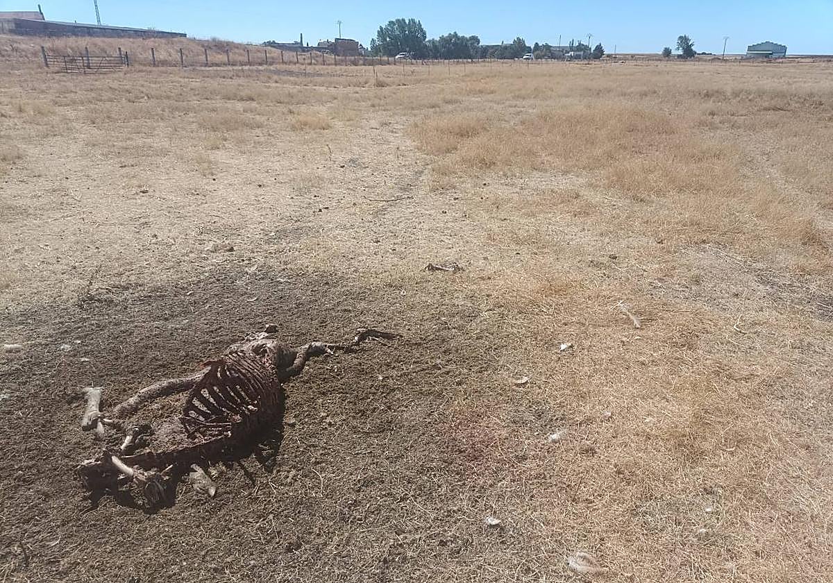 Los buitres matan a dos ovejas sanas en una parcela en Carbajosa de la Armuña