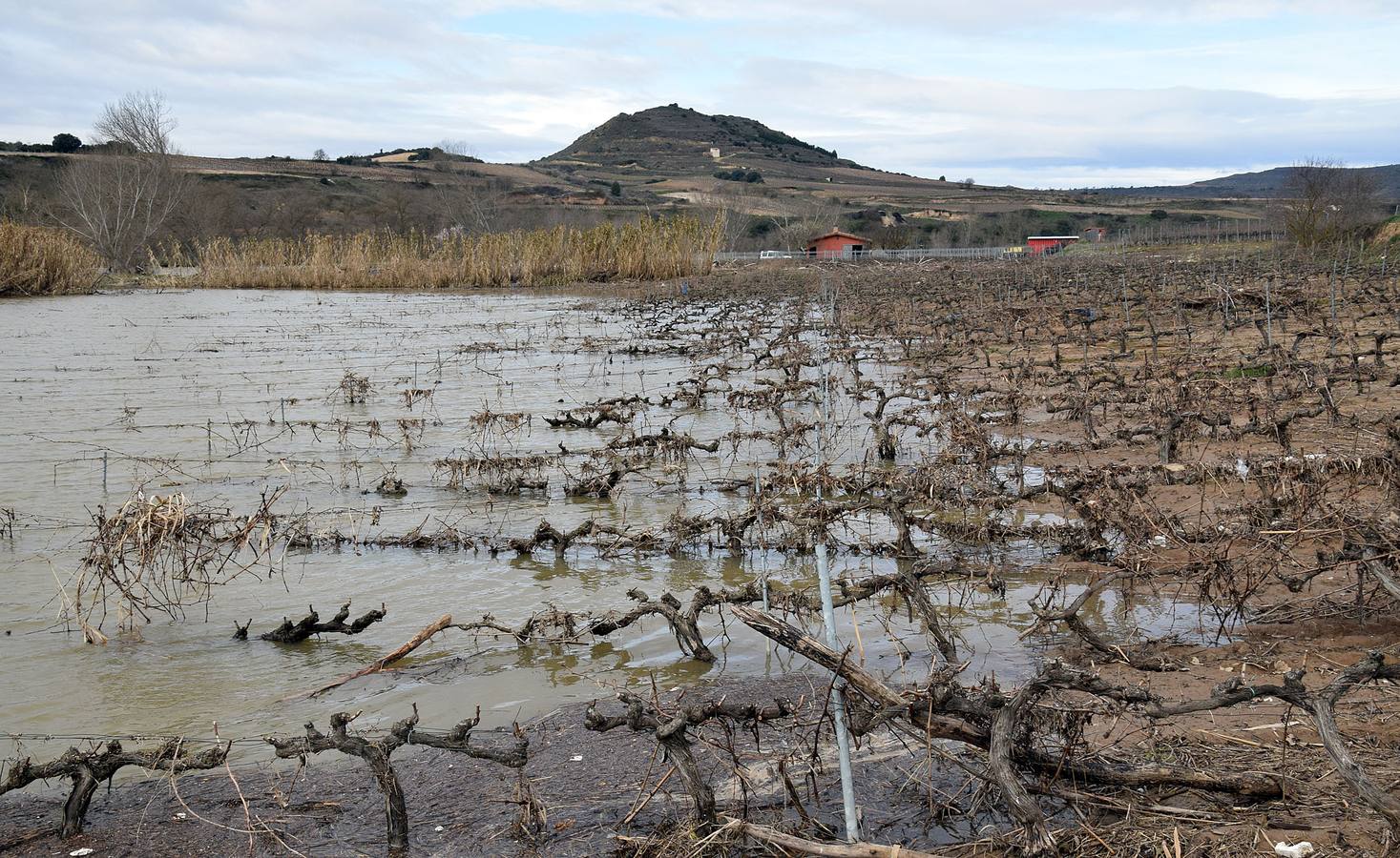 Viñedos anegados en el entorno de Logroño