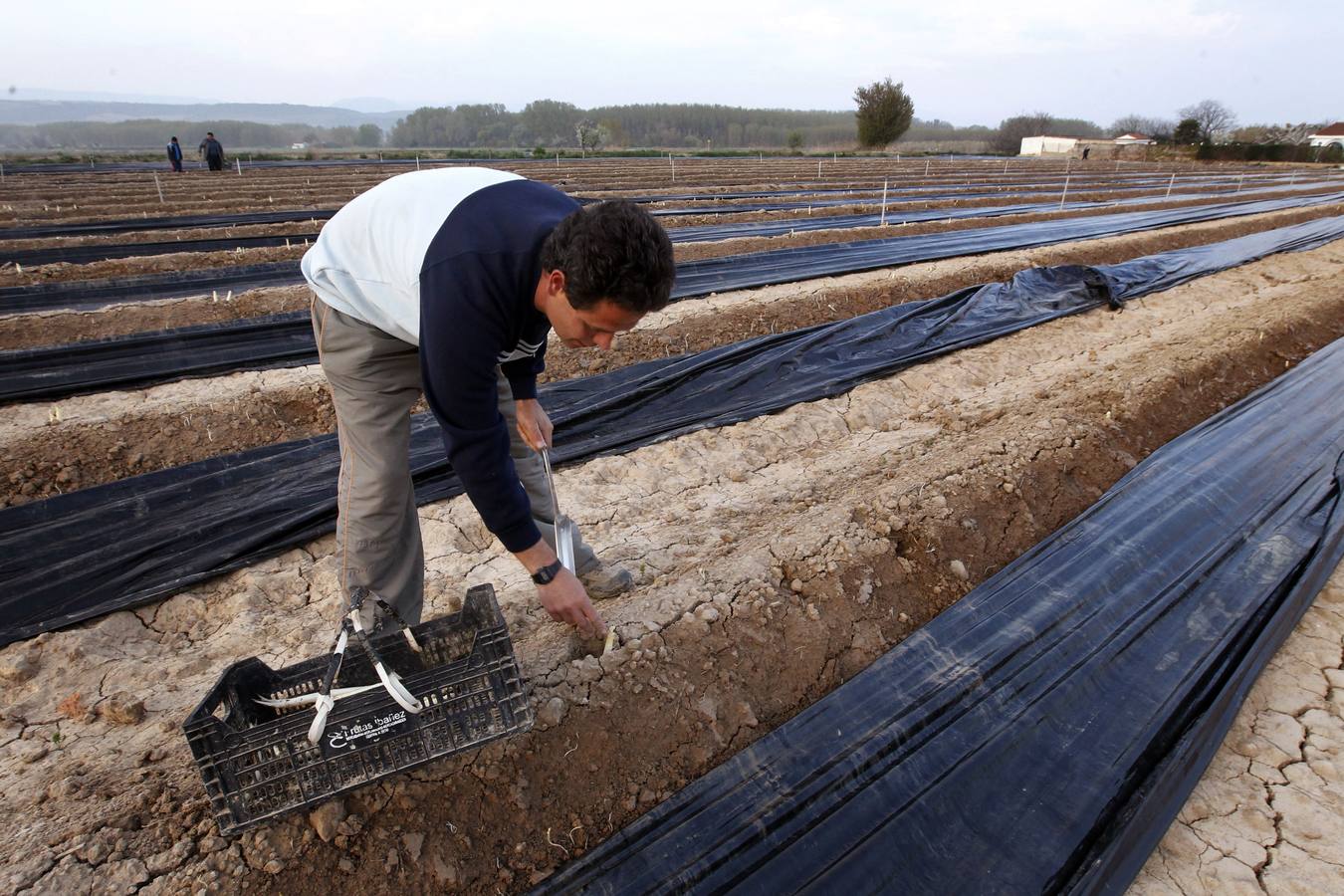 Recogida de espárragos en un finca de la carretera de Mendavia