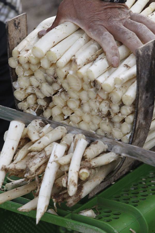 Recogida de espárragos en un finca de la carretera de Mendavia