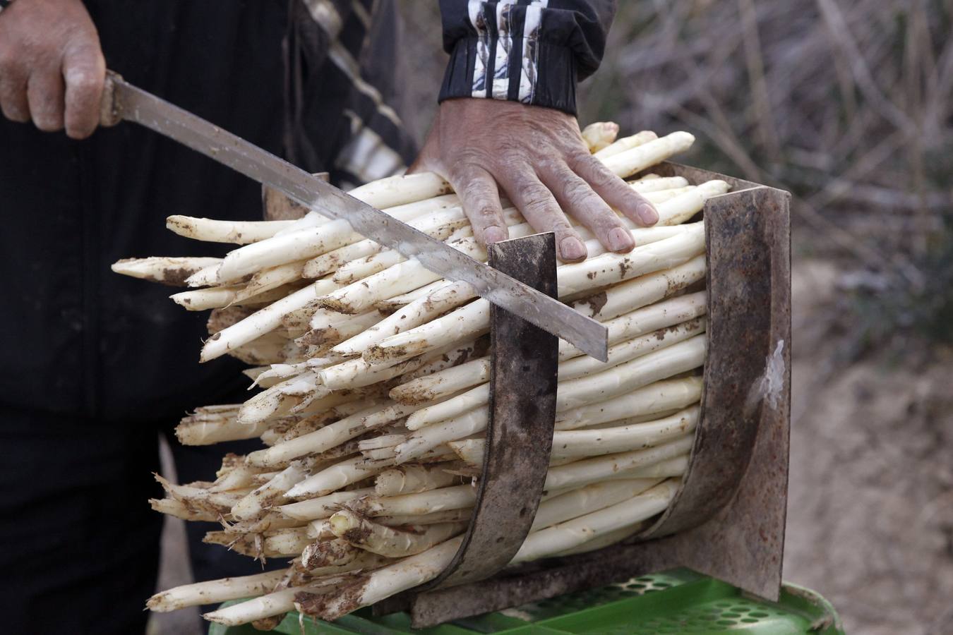 Recogida de espárragos en un finca de la carretera de Mendavia