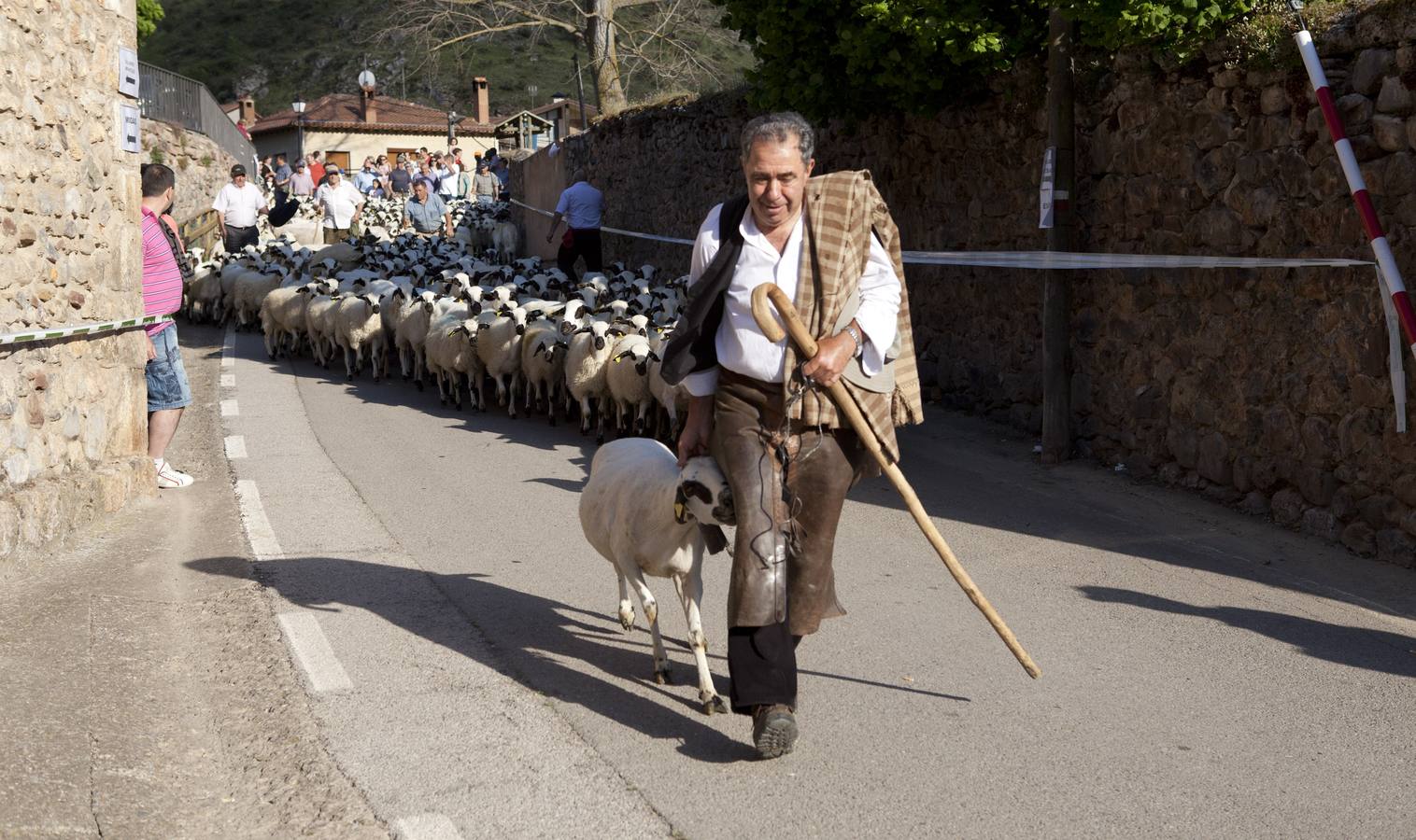 Fiesta de la Trashumancia en Brieva