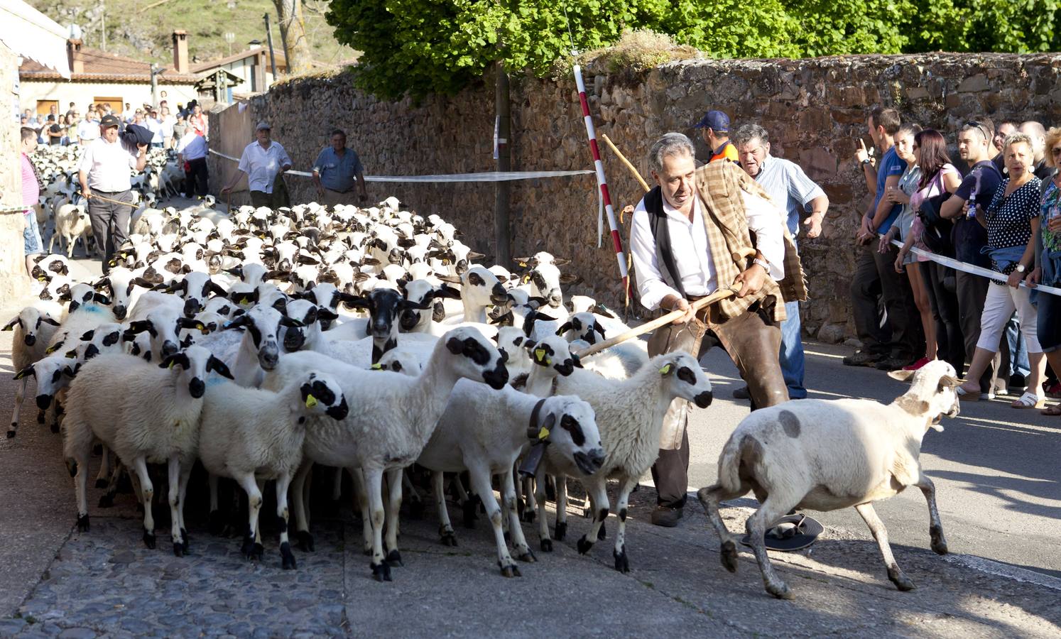 Fiesta de la Trashumancia en Brieva