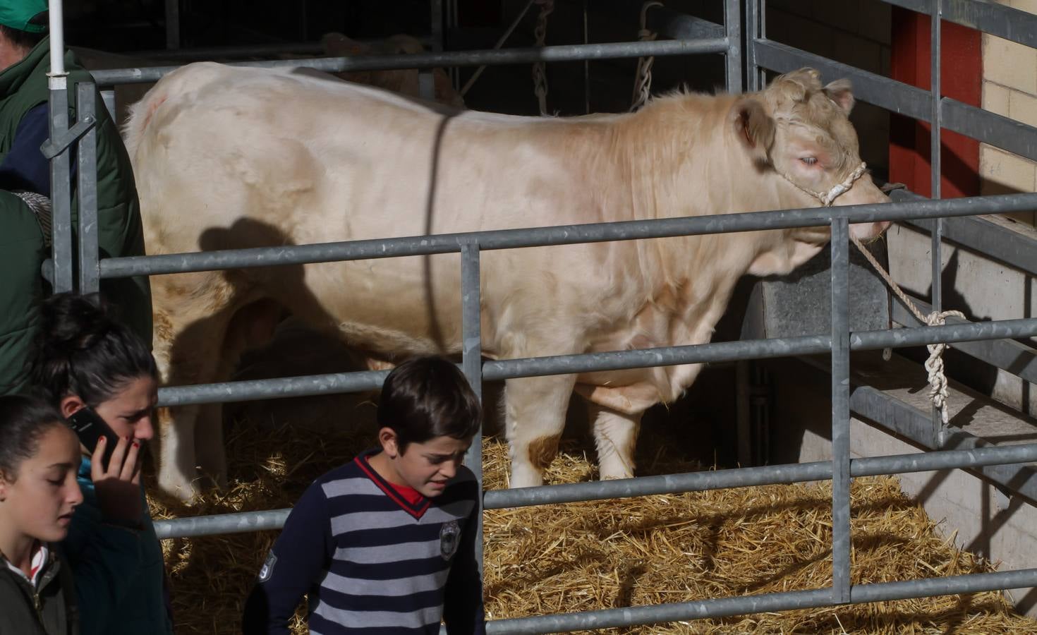 Feria de ganado en Villoslada