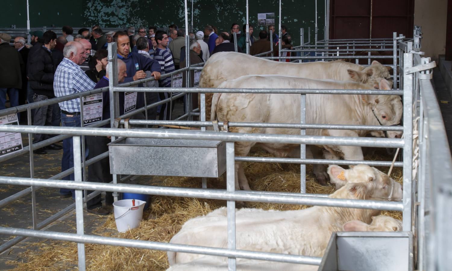 Feria de ganado en Villoslada