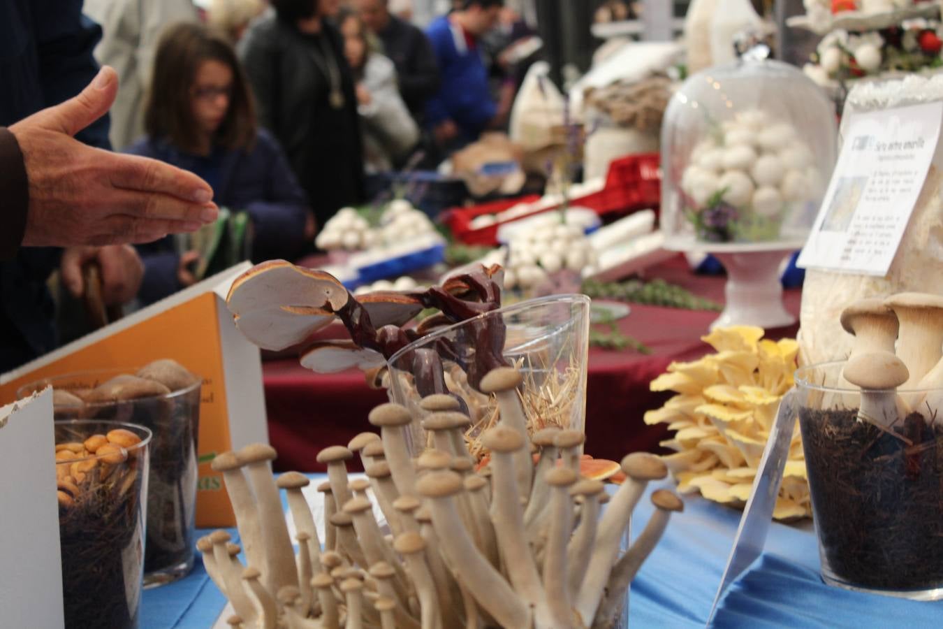 Domingo de las Jornadas de la Seta y el Champiñón en Autol