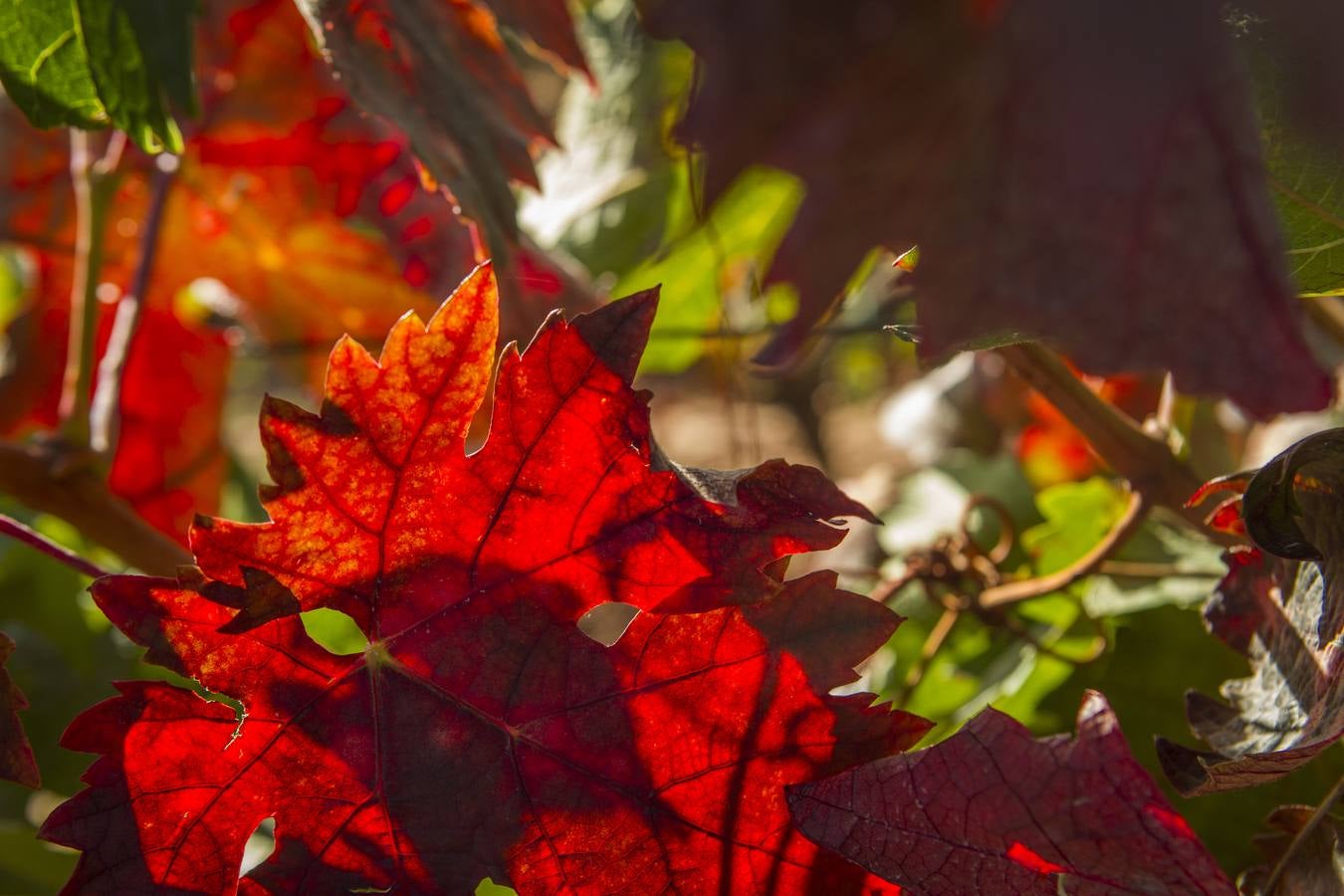 El mágico otoño riojano