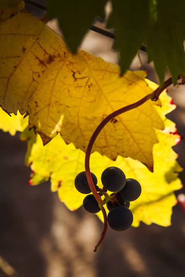 El mágico otoño riojano