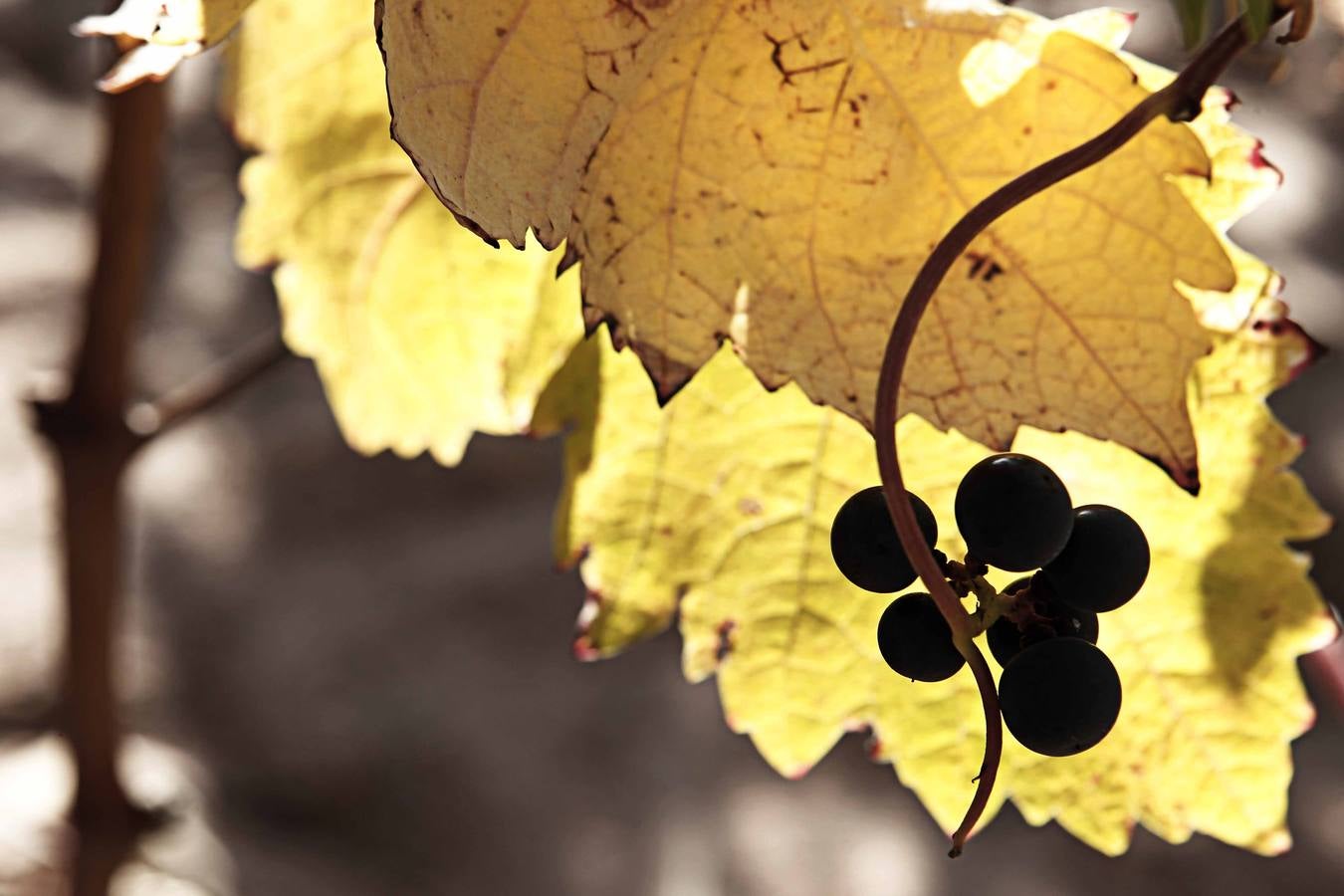 El mágico otoño riojano