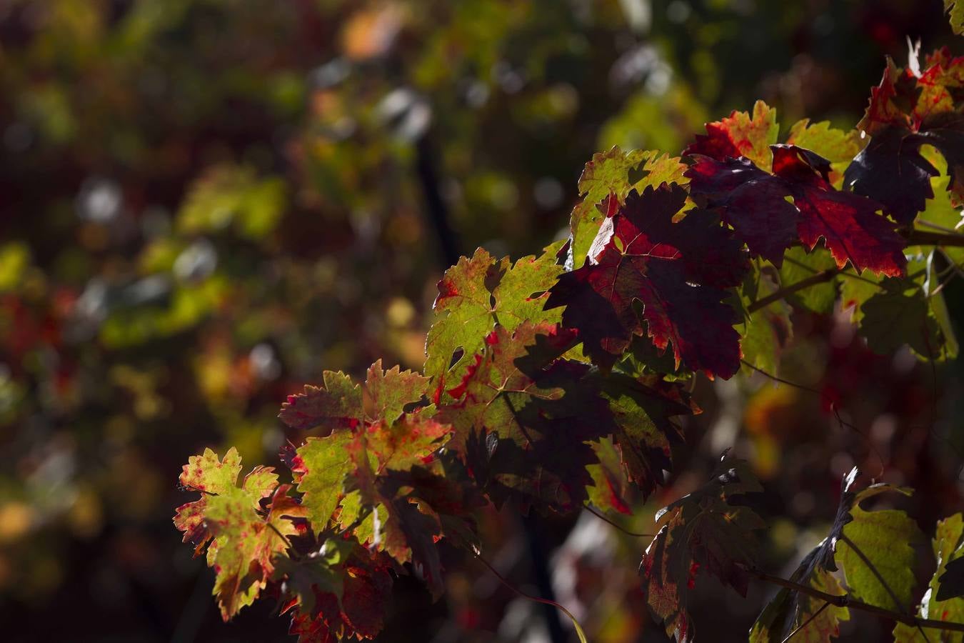 El mágico otoño riojano