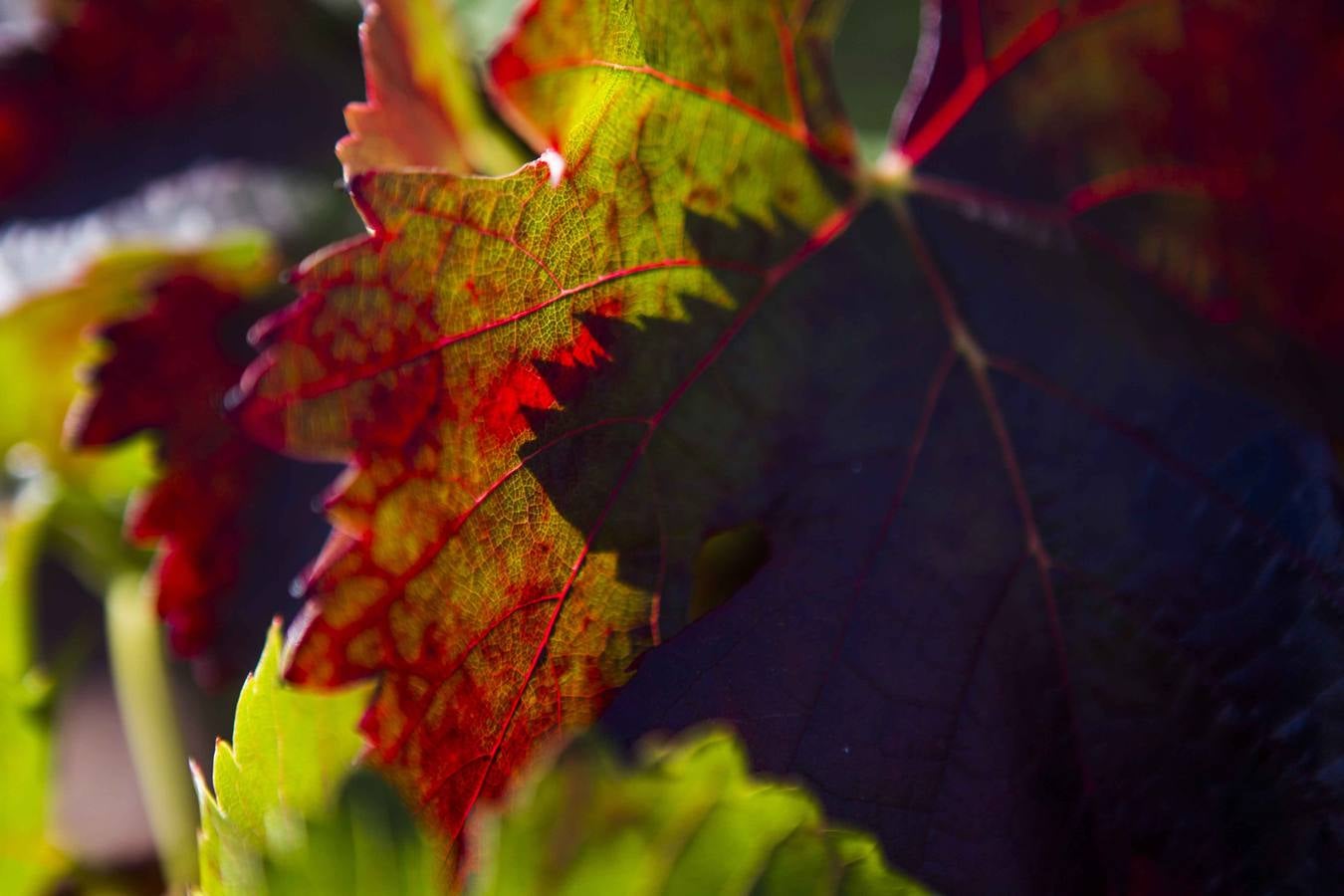 El mágico otoño riojano