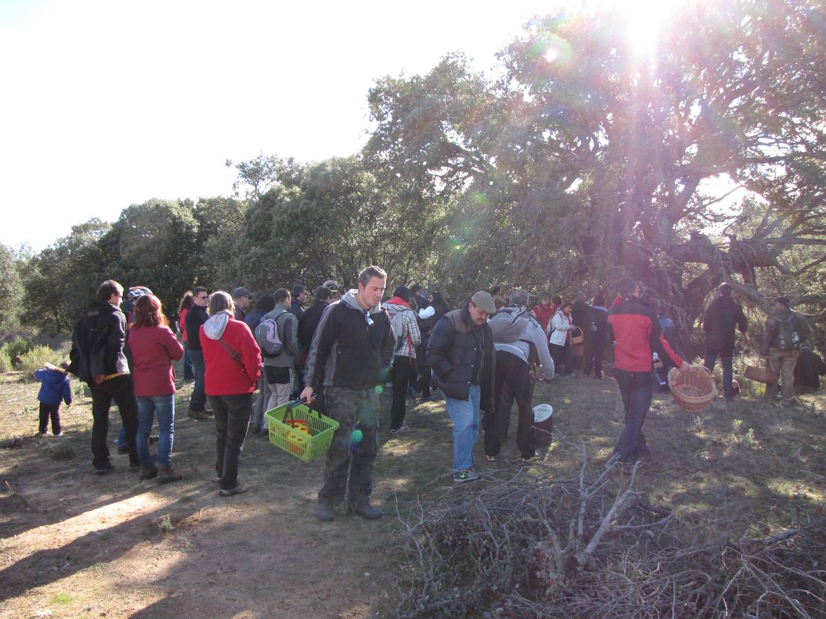 XXI Jornadas micológicas de Villarroya (I)