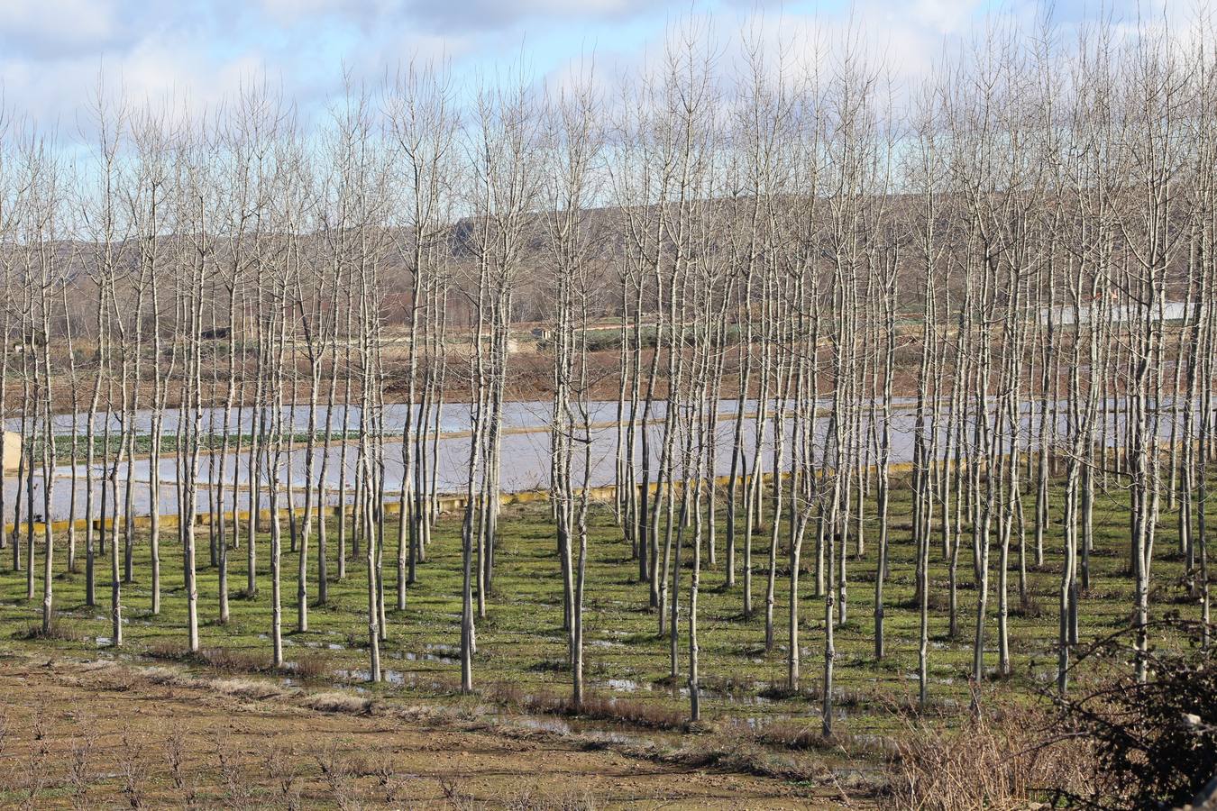 Los campos de Calahorra, anegados tras la riada