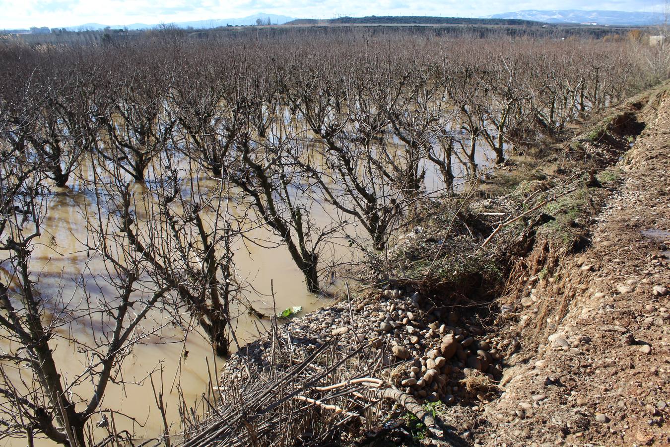 Los campos de Calahorra, anegados tras la riada