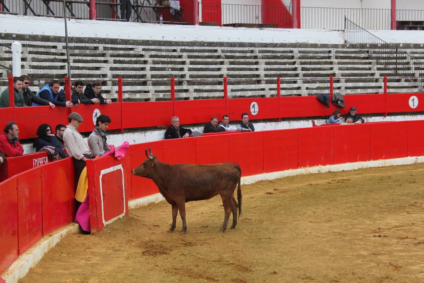 Tentadero de vacas en Alfaro