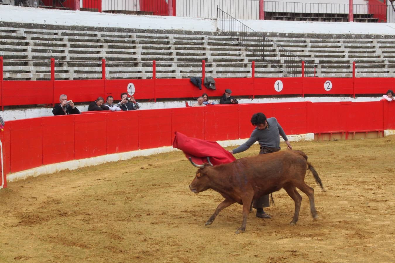 Tentadero de vacas en Alfaro