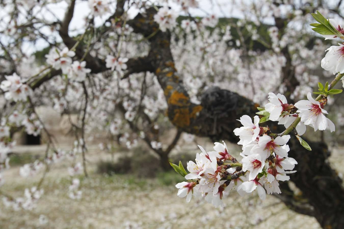 Los árboles tienen ganas de dar carpetazo al invierno