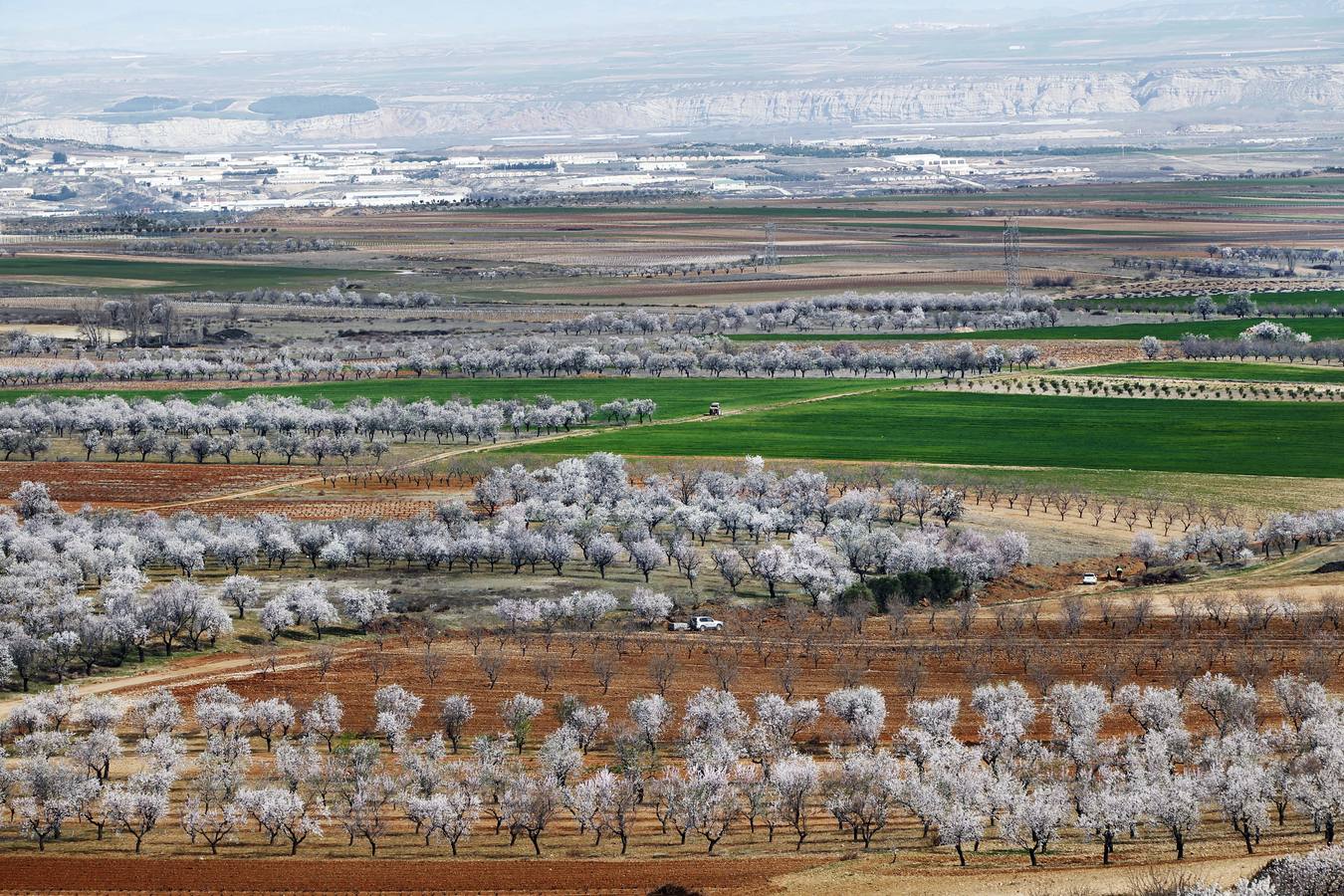 Los árboles tienen ganas de dar carpetazo al invierno