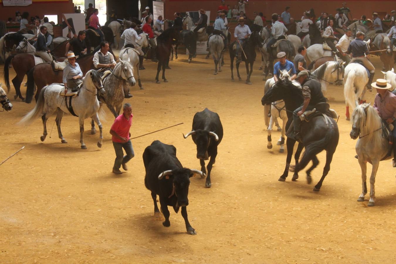 Fiesta de la trashumancia en Arnedo