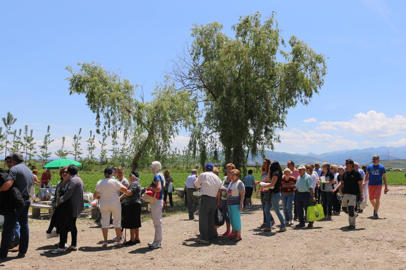 Romería a la ermita de Las Abejas en Santo Domingo