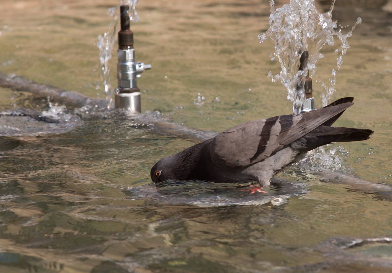 Logroño se derrite con el calor