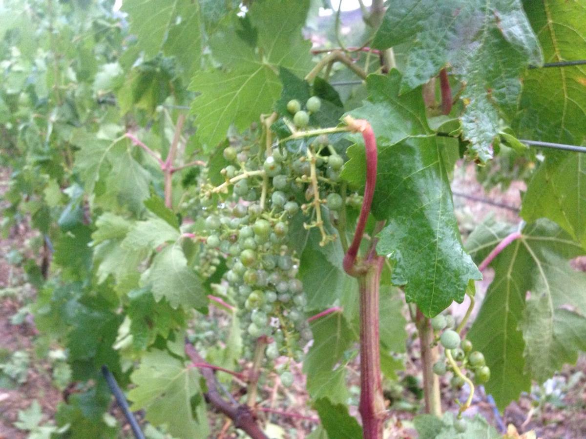 Daños en el viñedo en Villalba