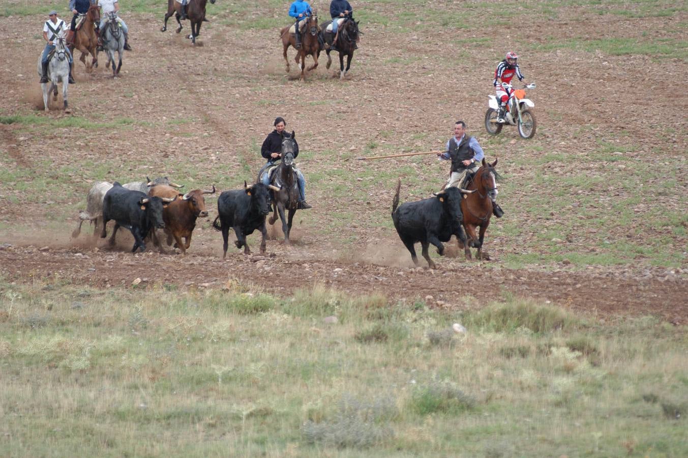 Entrada de vacas en Valverde