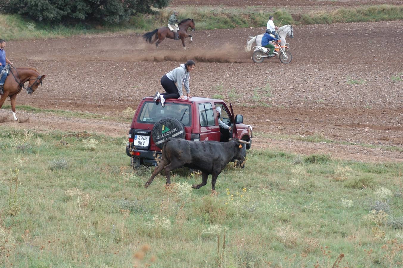 Entrada de vacas en Valverde