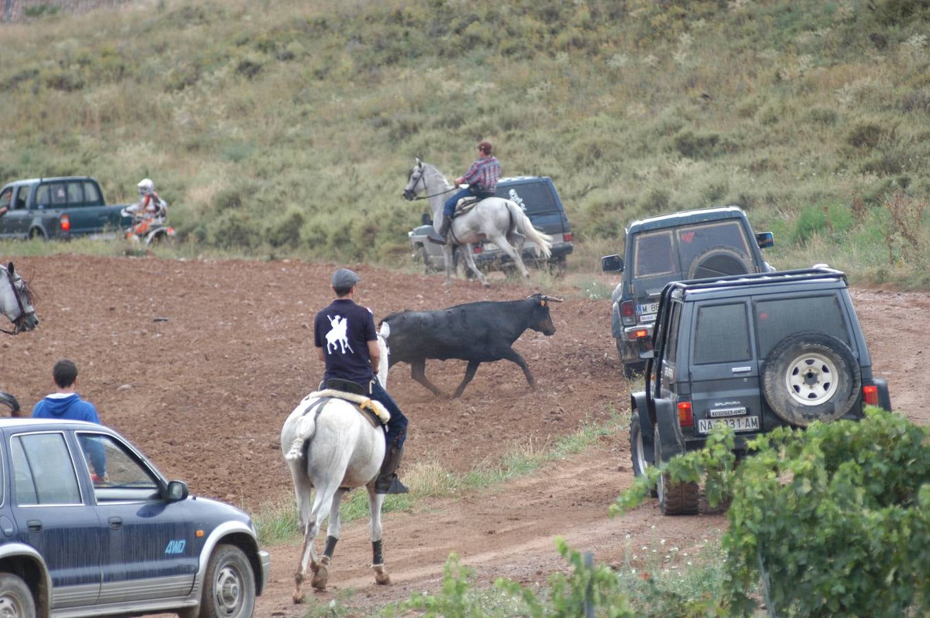 Entrada de vacas en Valverde