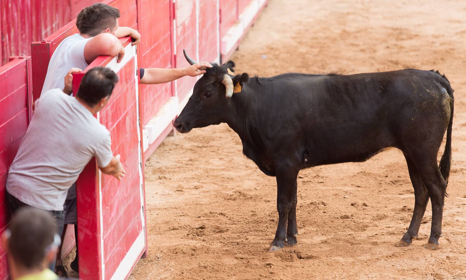 Sorteando vaquillas