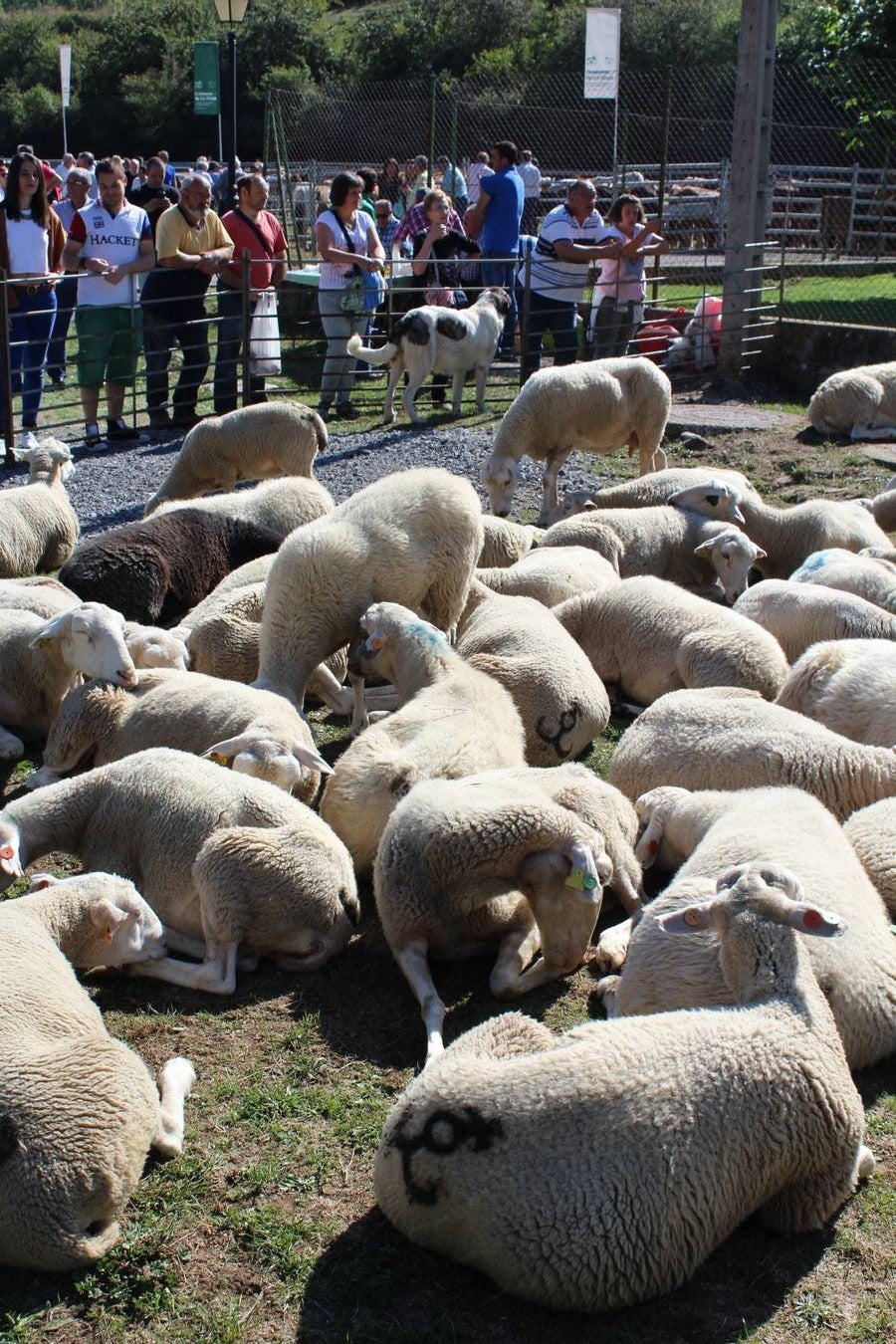 Villoslada de Cameros celebra su tradicional Feria de Ganado