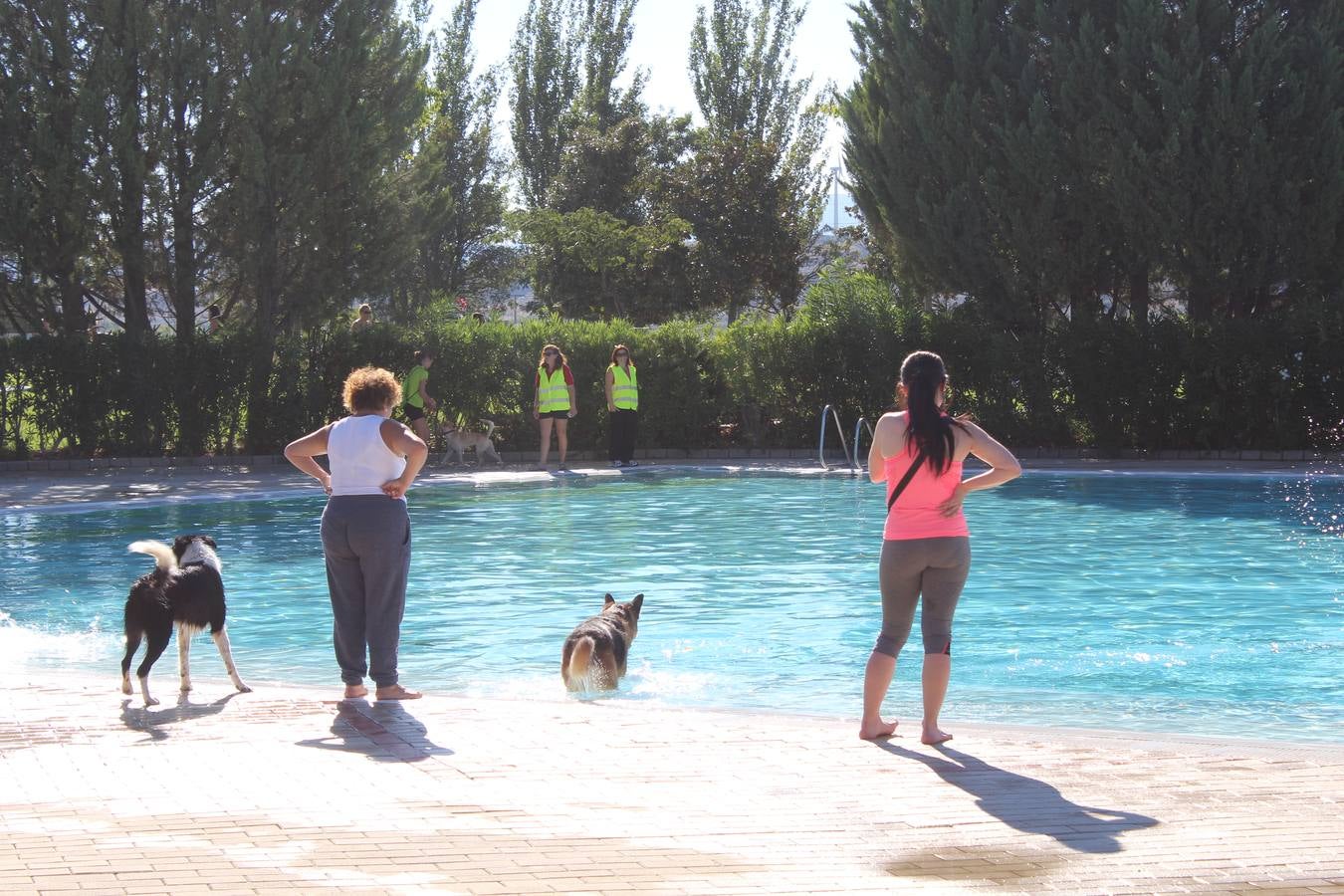 Baño canino en Calahorra