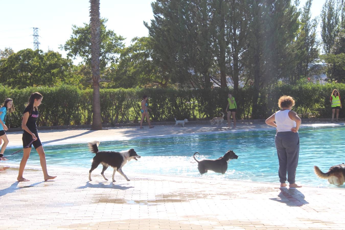 Baño canino en Calahorra