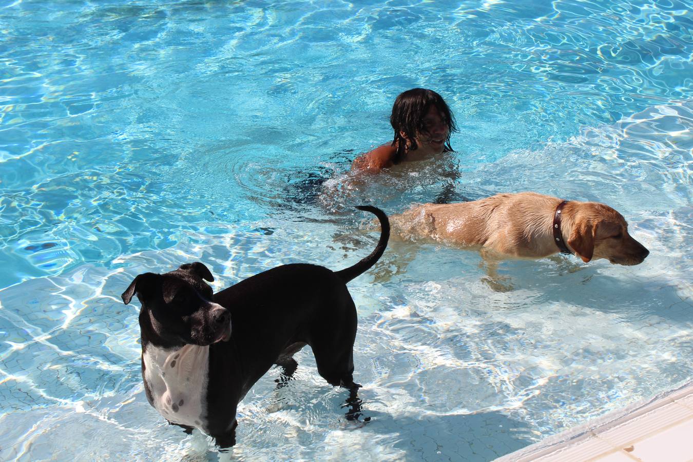 Baño canino en Calahorra