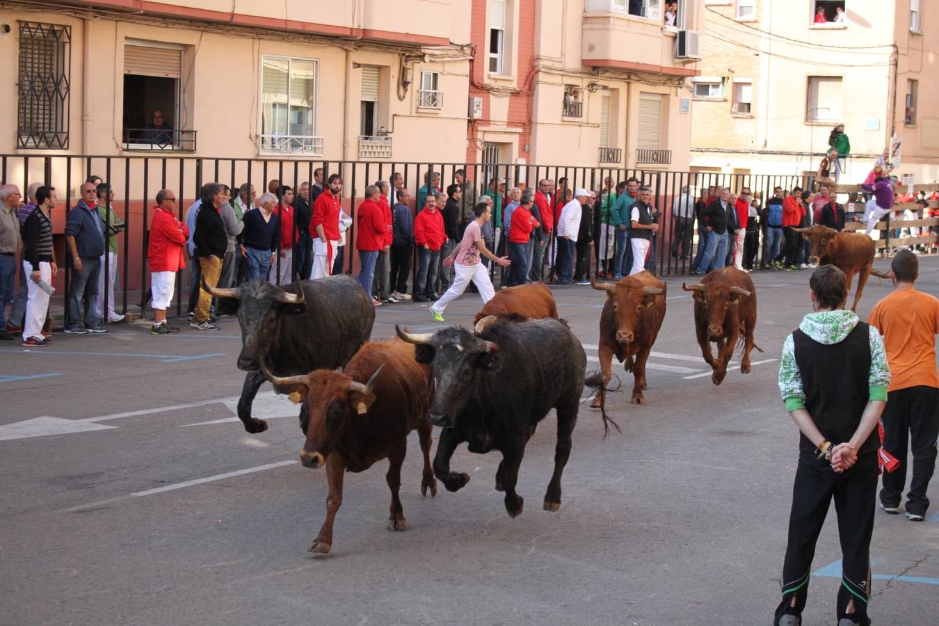 Vaquillas de juguete (y de verdad) en las fiestas de Arnedo