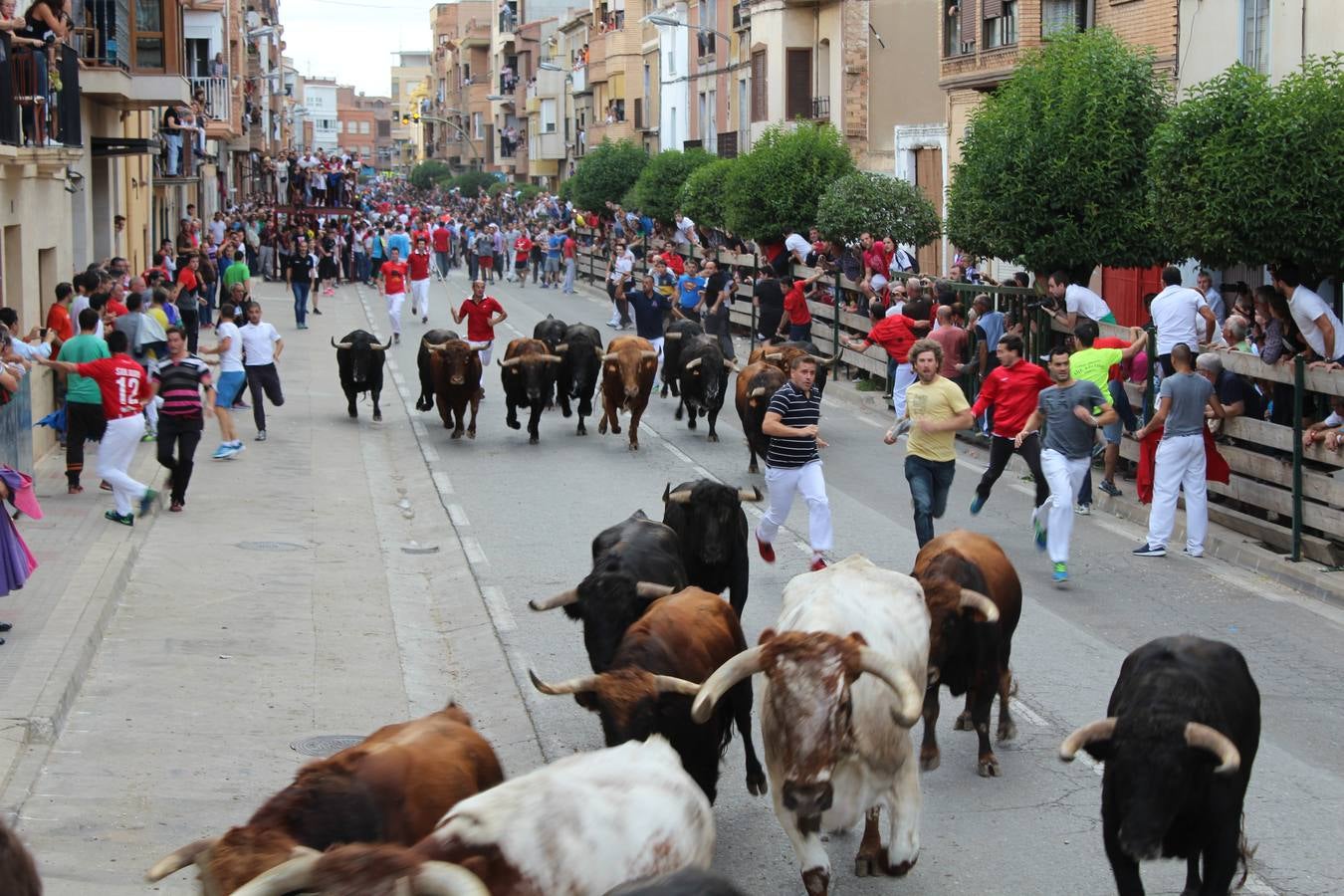 Entre jotas y toros en Rincón