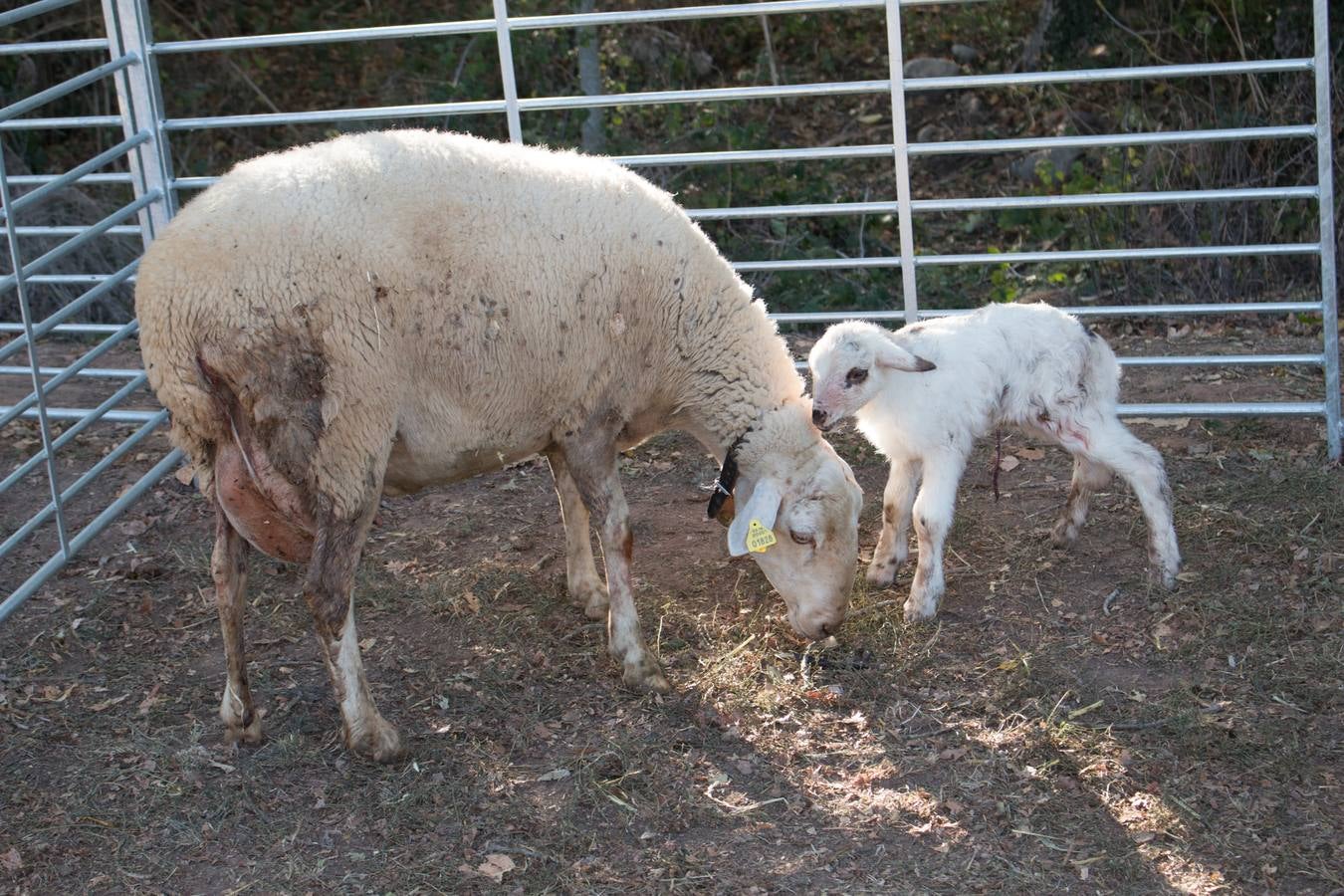 XIII Feria Ganadera y de Artesanía Agroalimentaria, de Ojacastro