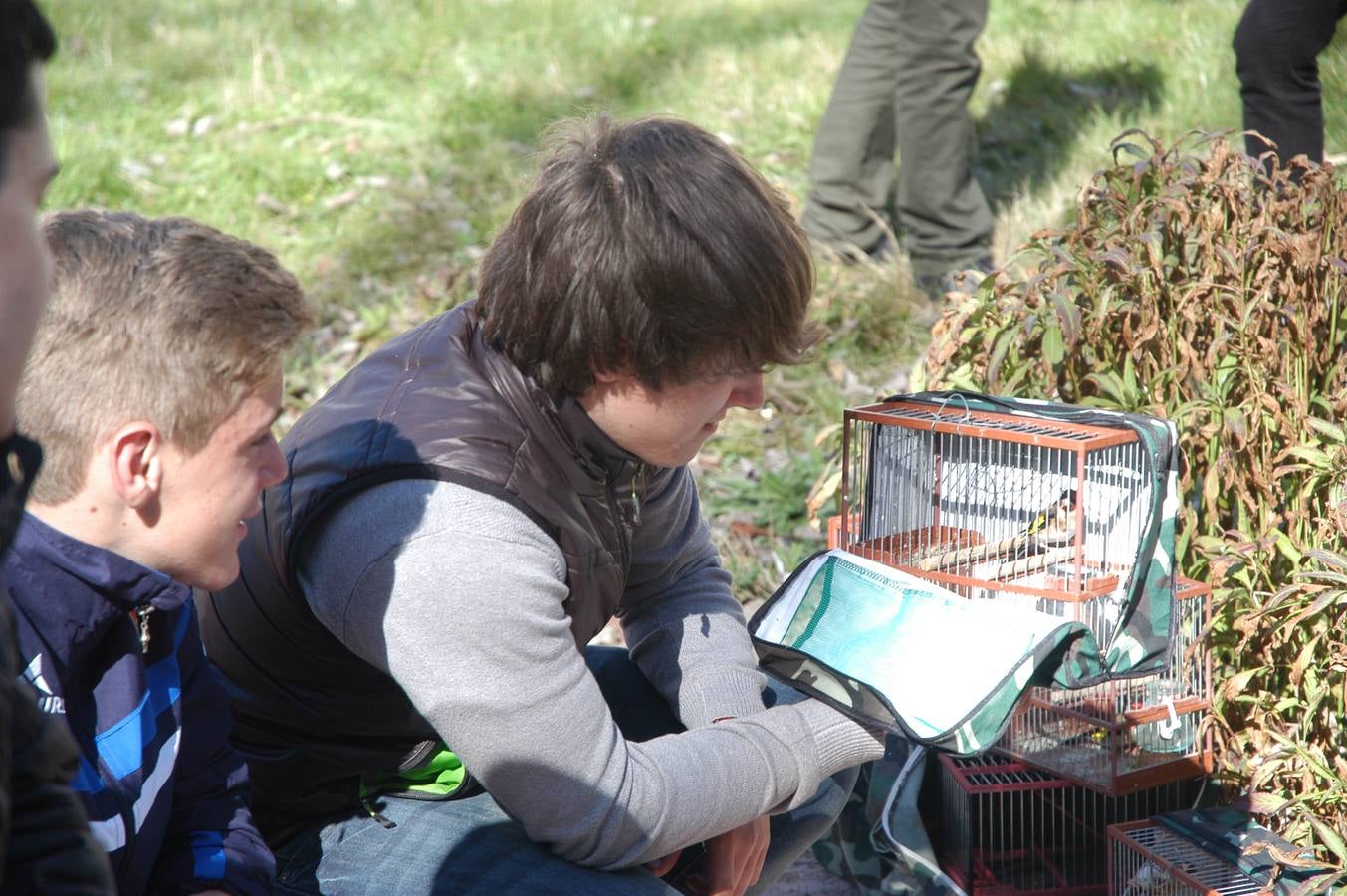 Concurso de canto de aves en Cervera