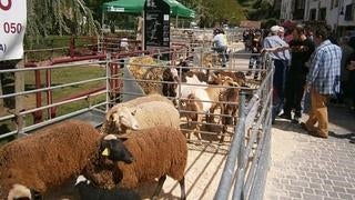 Feria del ganado en Soto en Cameros