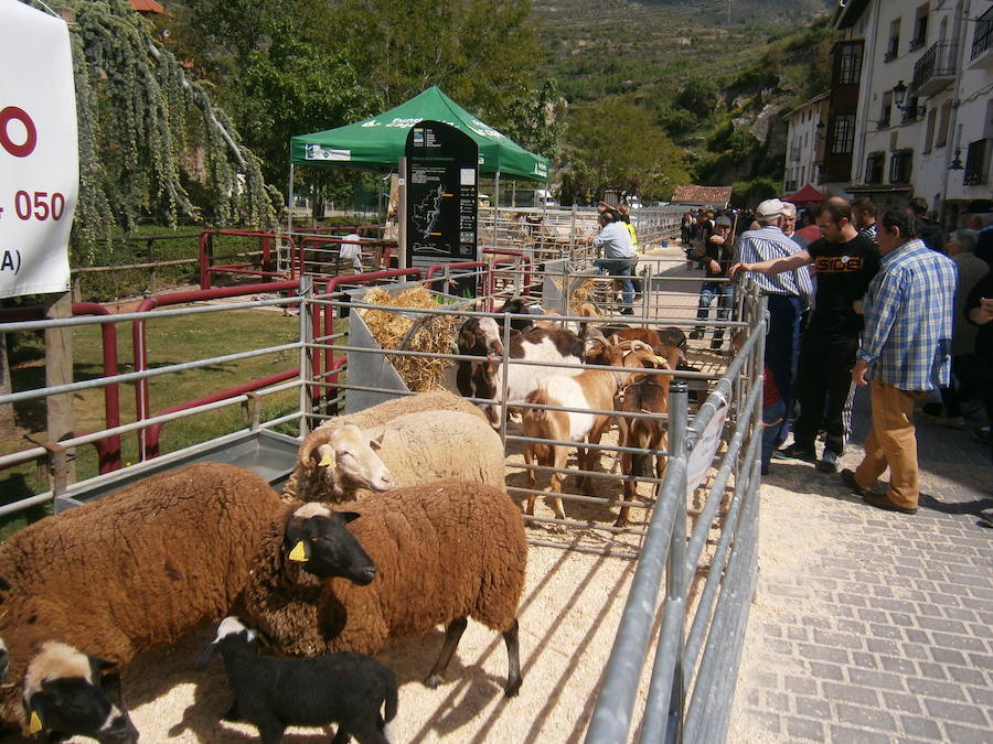 Feria del ganado en Soto en Cameros