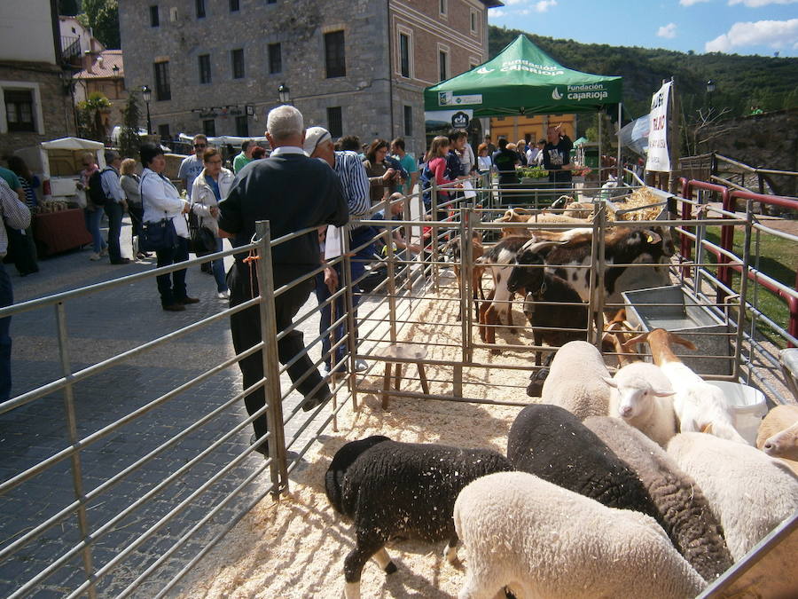 Feria del ganado en Soto en Cameros