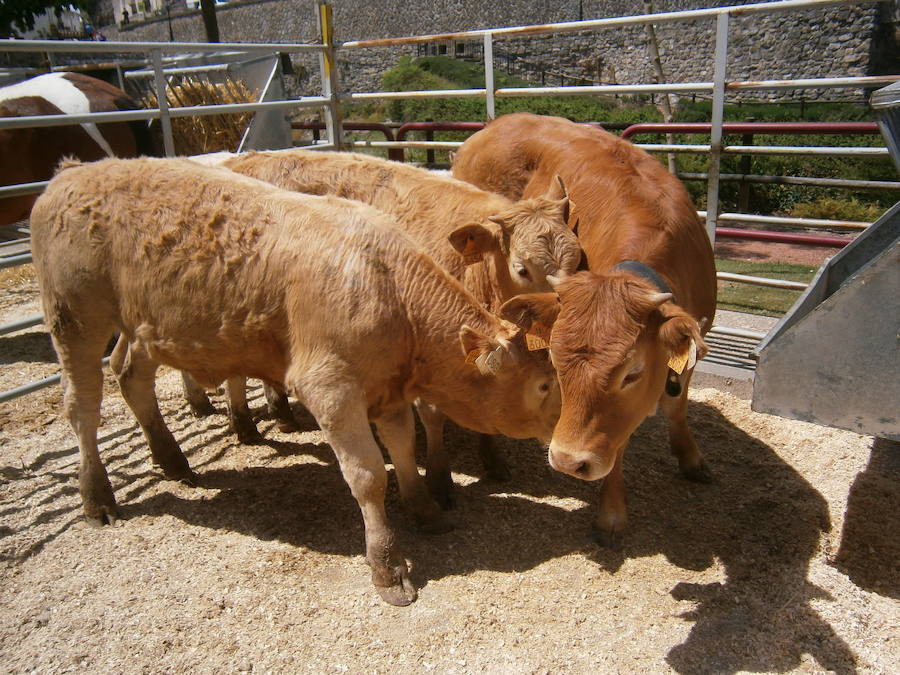 Feria del ganado en Soto en Cameros