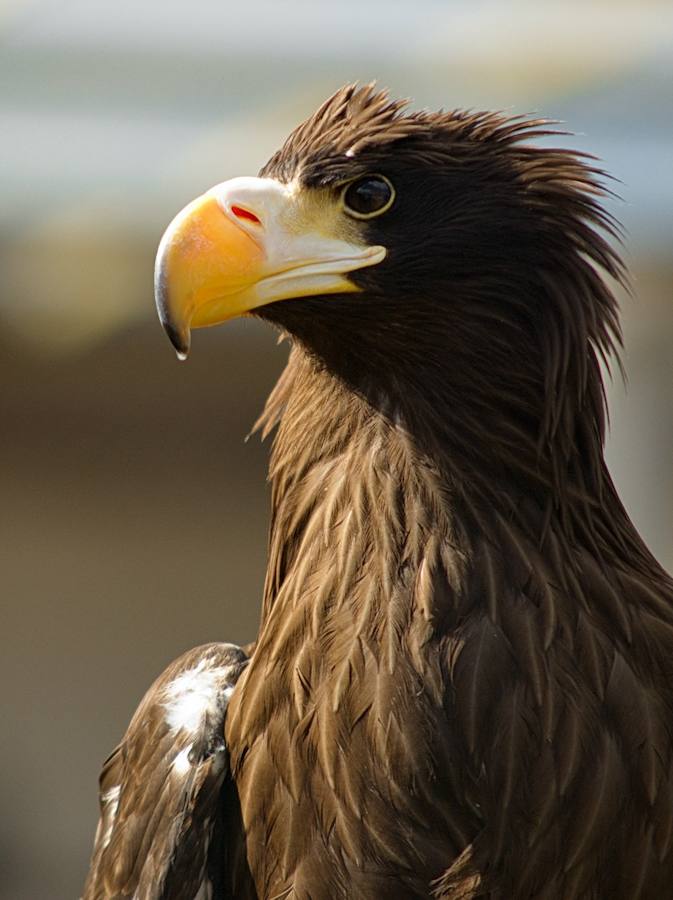 Un Día de La Rioja entre rapaces