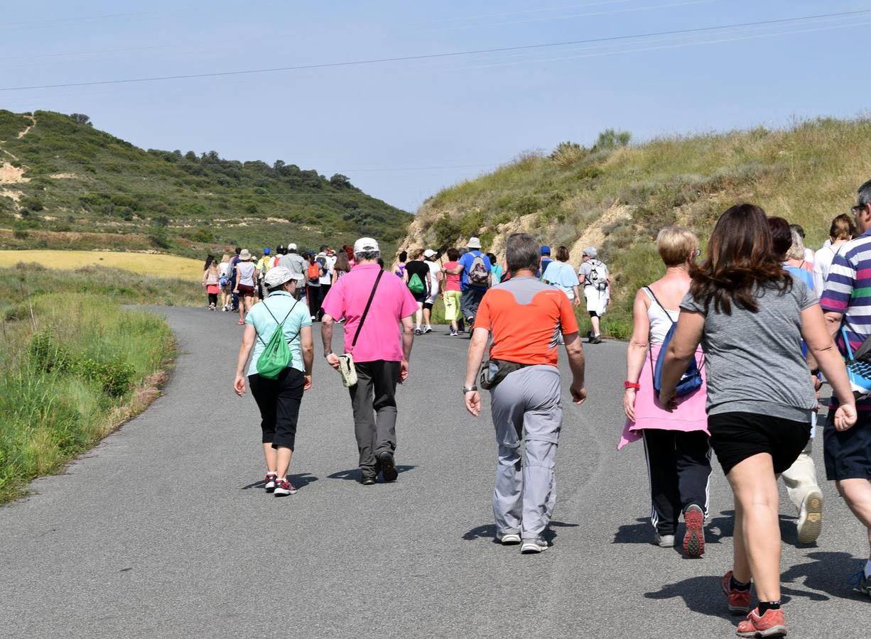 Cuarto y último Paseo Saludable de la 8ª edición al Mirador de los Viñedos